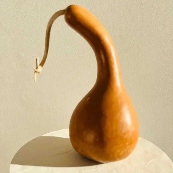 GORGEOUS DRIED ORGANIC GOURD - BEAUTIFUL‎ SHAPE AND COLOUR